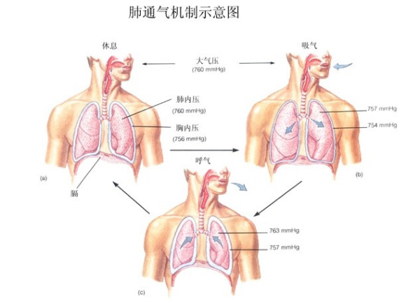 &#20048;&#40060;